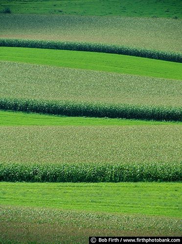 agricultural;agricultural equipment;contour fields;contour planting;corn ;corn rows;crops;farm fields;green;Minnesota;summer;agriculture;contour farming;country;rural;MN
