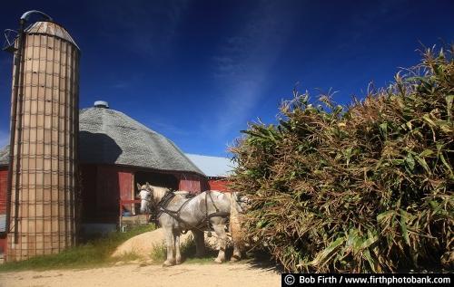 Amish,round barn,country,workhorse,corn stalks,wagon,WI,Wisconsin,farm,agriculture,agricultural scene,harvest,fall,silo