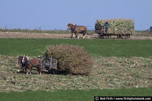 Amish,farming,farm,fieldwork,workhorses,corn,harvest,harvesting,country,farmers,wagon,WI,Wisconsin,agriculture,agricultural scene,Amish men