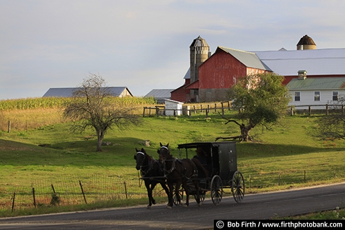 Wisconsin;WI;teamwork;team of horses;summer;road;red barn;one room schoolhouse;horse drawn carriage;homestead;home;field;farm;fall;country;corn;buggy;carriage;barn;Amish;agriculture;agricultural scene