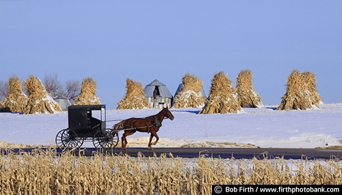 agricultural scene;agriculture;Amish;buggy;carriage;corn shocks;corn stalks;country;farm;fieldwork;harvest;horse;horse drawn carriage;road;WI;winter;Wisconsin;crop