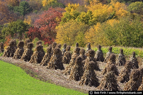 agricultural scene;agriculture;Amish;blue sky;corn shocks;corn stalks;country;fall colors;fall trees;field;fieldwork;farm;harvest;harvesting;WI;Wisconsin;crop