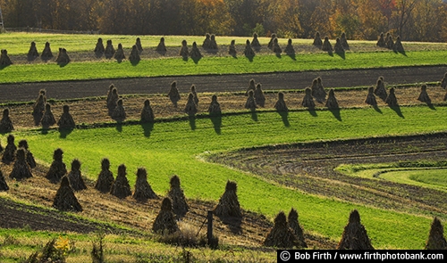 Wisconsin;WI;harvesting;fieldwork;field;fall;country;corn stalks;corn shocks;Amish;agriculture;agricultural scene;crop