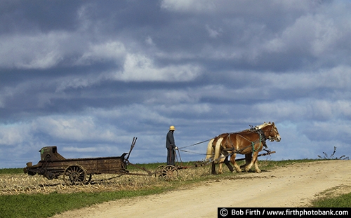 agricultural scene;agriculture;Amish;country;fall;farmers;field;fieldwork;man;manure;road;team of horses;teamwork;wagon;WI;Wisconsin;workhorse