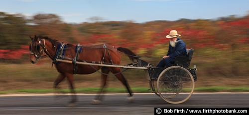 Wisconsin;WI;road;man;horse drawn carriage;fall;fall trees;carriage;country;Amish;agriculture;action
