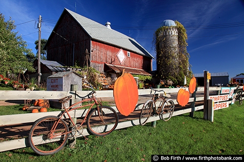 Barns;agriculture;country;farm;farm buildings;Minnesota;MN;Carver County MN;Waconia MN;fence;fencing;old bikes on fence;white fence;produce for sale;pumpkins;pumpkins for sale;red barn;silo;vine covered silo;silo with vines;fall;autumn;rural