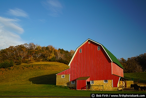 Barns;agriculture;country;farm;farm buildings;red barn;rural;midwest farm;cows;farmstead;fall;autumn;fall color;fall trees