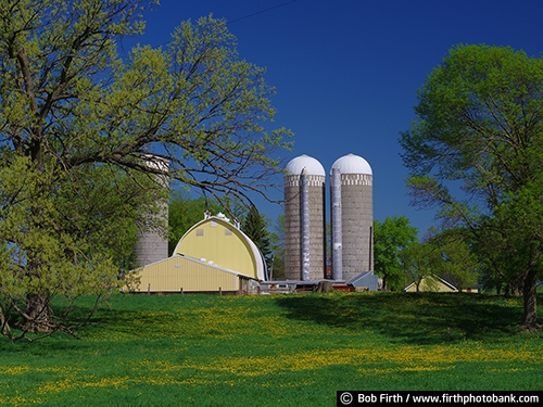 Barns;agriculture;country;farm;farm buildings;Minnesota;MN;Carver County MN;Laketown Township MN;rural;cupola;cupola on barn;yellow barn;silos;silo;spring;spring trees;dandelions;field of dandelions