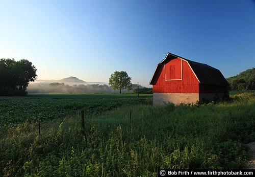 Barns;agriculture;country;farm;farm buildings;Wisconsin;WI;red barn;rural;fog;foggy;foggy morning;backroads;farm field;pasture;farmstead;plants;grasses;weeds;bluff country;river bluffs;summer;summer trees;midwest farm