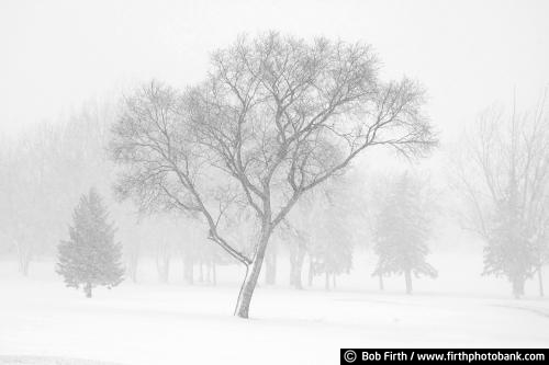 black and white photo;Winter;cold weather;Minnesota;MN;snow;snow storm;low visibility;winter trees;snowy;blizzard