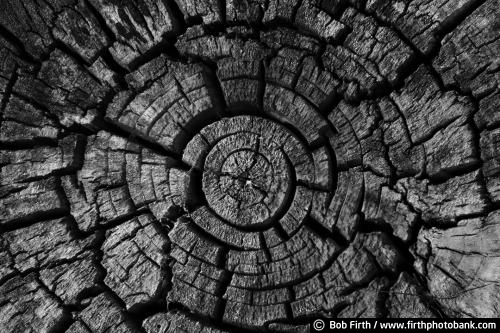 black and white photo;abstract;grain of wood;wood texture;nature pattern;log detail;close up of end of stump