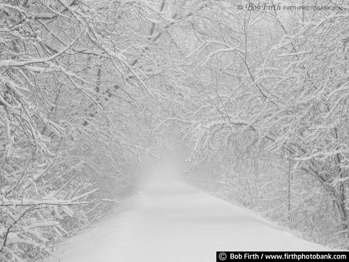 black and white photo;cold weather;low visibility;Minnesota;MN;snow;snow storm;snowy;winter trees;Woodlands;trail;path;walking trail;country road;woodland road;trees;winter;snowy trees;snow covered trees;peaceful;tranquility;solitude;fog;foggy;winter storm