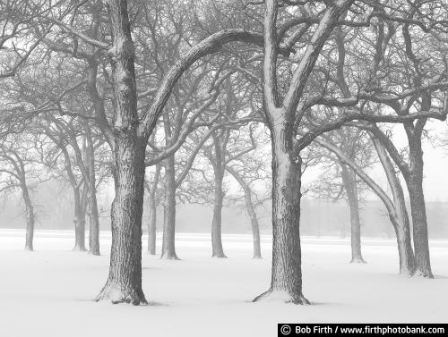 black and white photo;Winter;Minnesota;MN;Shakopee;peaceful;solitude;snow;snowy;winter trees;oak trees with snow