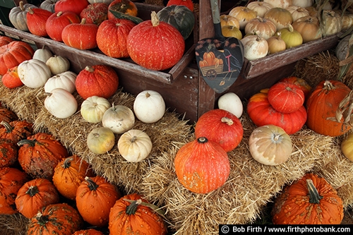 agriculture;country;crops;fall;farm stand;gourd;pumpkins;rural;Minnesota;MN;produce;vegetable stand