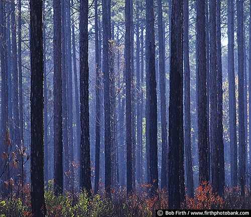 Big Bend;Cedar Key FL;destination;FL;Florida;grove;natural patterns;repeating patterns;trees;woodlands;peaceful