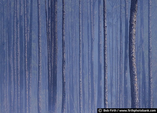 woodlands;trees;repeating patterns;peaceful;natural patterns;grove;Florida;destination;Cedar Key FL