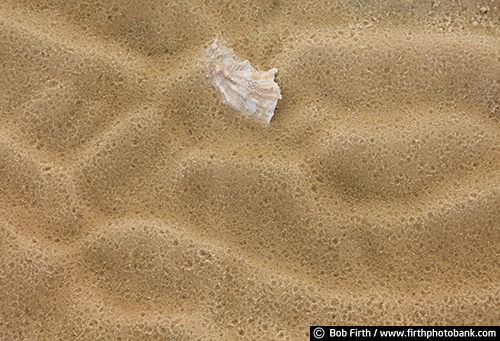 Oyster shell;ocean;sand;sandy;Seahorse Key FL;island;Florida;detail;close up;beach