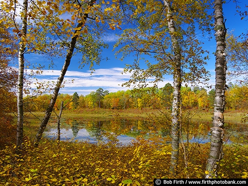 autumn;Itasca State Park;Great River Road;MN;Minnesota;fall color;fall;destination;woods;woodlands;up north;trees;reflection;quiet water;pond;northern Minnesota;Mississippi River Valley;birch trees;river birches