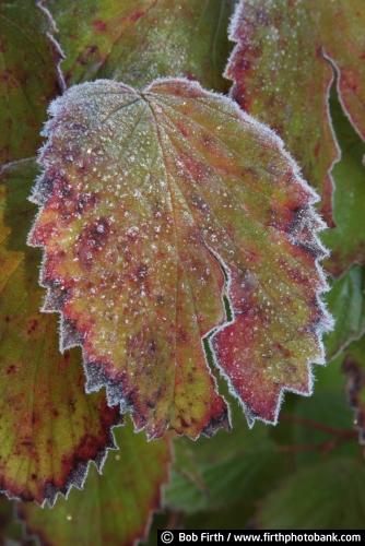 frost;frost details;hoar frost;leaves;Bob Firth;Minnesota;photo;fall,autumn,close up