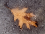 Abstracts, Extracts, and Details