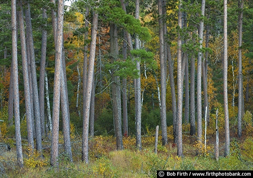 Minnesota;MN;woods;woodlands;up north;trees;fall;fall color;fall trees;explore;forest;forests;northern Minnesota;northwoods;pine trees;tranquil