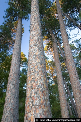 destination;fall;Itasca State Park;Minnesota;MN;Norway Pines;Preachers Grove;red pines;tall pines;tourism;up north;trees;Mississippi River Headwaters;woodland;woods