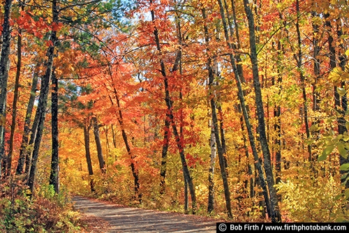 soccer;destination;fall color;Mississippi River Headwaters;MN;road;tourism;trees;up north;Minnesota;woodland;woods