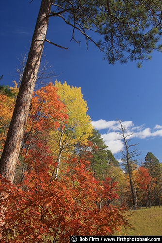 soccer;destination;fall color;Headwaters of the Mississippi River;Itasca State Park;Minnesota;Mississippi River Headwaters;MN;Norway Pines;red pines;tall pines;tourism;trees;up north;woodland;woods