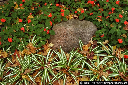 Minnesota Landscape Arboretum;University of Minnesota Landscape Arboretum;arboretum;Chaska MN;Minnesota;MN;Twin Cities Metro Area;U of M Landscape Arboretum;garden;fall leaves on ground;flowers;plants;hostas;garden rocks