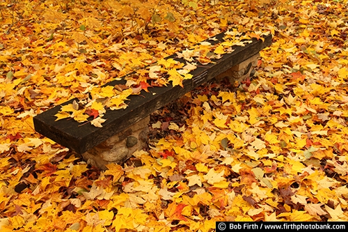 bench;autumn;Chaska Minnesota;close up;fall leaves;fall foliage;Maple leaves;University of Minnesota Landscape Arboretum;yellow leaves