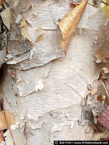 Minnesota Landscape Arboretum;University of Minnesota Landscape Arboretum;arboretum;Chaska MN;Minnesota;MN;Twin Cities Metro Area;U of M Landscape Arboretum;birch trees;birches;close up of tree bark;tree bark detail;abstract;peeling bark;birch bark;bark detail