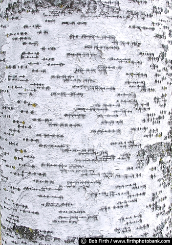 Minnesota Landscape Arboretum;University of Minnesota Landscape Arboretum;arboretum;Chaska MN;Minnesota;MN;Twin Cities Metro Area;U of M Landscape Arboretum;birch trees;birches;close up of tree bark;tree bark detail;abstract;peeling bark;birch bark;bark detail