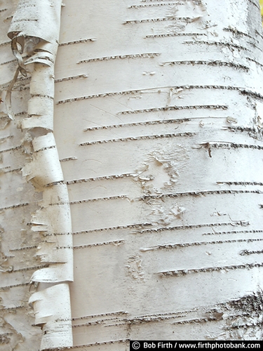 Minnesota Landscape Arboretum;University of Minnesota Landscape Arboretum;arboretum;Chaska MN;Minnesota;MN;Twin Cities Metro Area;U of M Landscape Arboretum;birch trees;birches;close up of tree bark;tree bark detail;abstract;peeling bark;birch bark;bark detail