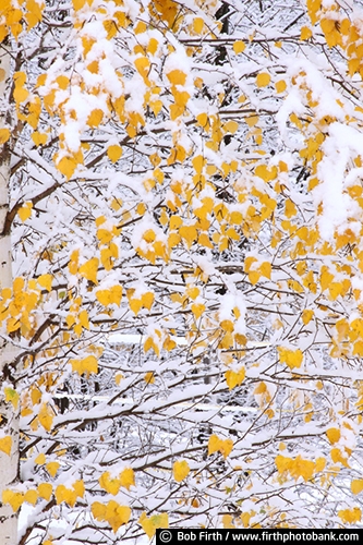 Minnesota Landscape Arboretum;University of Minnesota Landscape Arboretum;arboretum;Chaska MN;Minnesota;MN;Twin Cities Metro Area;U of M Landscape Arboretum;birch trees;birches;abstract;Autumn;fall;fall color;fall foliage;fall leaves;colorful leaves;yellow leaves;fall trees;close up photo;detail photo;birch leaves;snow covered trees;early snow