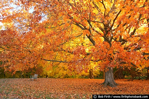 University of Minnesota Landscape Arboretum;Chaska Minnesota;autumn;fall foliage;fall color;fall leaves;Maple tree;orange leaves;yellow leaves;woods;woodlands;bench