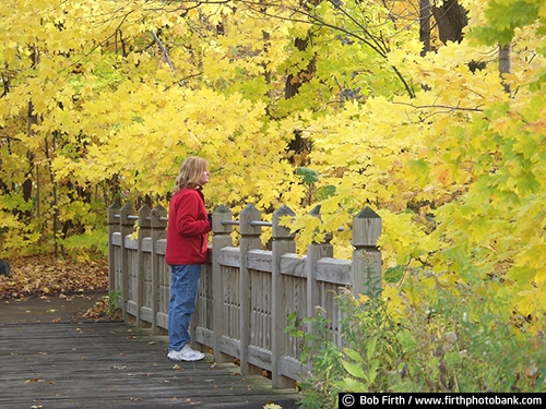 Minnesota Landscape Arboretum;University of Minnesota Landscape Arboretum;arboretum;Chaska MN;Minnesota;MN;Twin Cities Metro Area;U of M Landscape Arboretum;fall;fall color;fall foliage;fall leaves;yellow leaves;fall trees;Autumn;colorful leaves;peaceful;tranquil;woman;solitude;people;person;structures;fence;wood railing;path;walkway;trees;maple trees;maple leaves;woods;walk;walking;contemplating