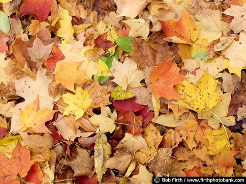 Minnesota Landscape Arboretum;University of Minnesota Landscape Arboretum;arboretum;Chaska MN;Minnesota;MN;Twin Cities Metro Area;U of M Landscape Arboretum;fall;fall color;fall foliage;fall leaves;yellow leaves;abstract;Autumn;fall leaves on ground;colorful leaves;close up photo;detail photo;fallen leaves;woodland floor;woodland floor covered with fallen leaves