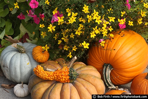 pumpkins;University of Minnesota Landscape Arboretum;vegetables;flowers;fall;Chaska Minnesota;autumn;gourds