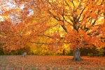 Carver County MN