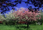 Minnesota Landscape Arboretum