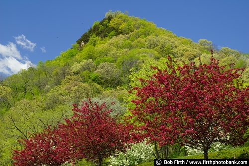 Mississippi River bluffs;Wisconsin;Trempealeau, WI;spring;Perrot State Park;fruit tree;flowering trees;crabapple trees;bluffs