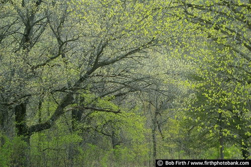 Great River Road;Mississippi River Valley;spring trees;WI;Wisconsin