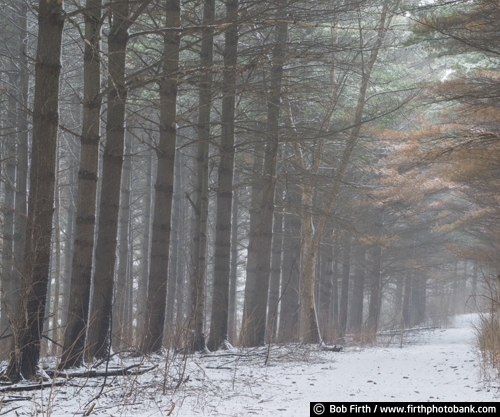 winter;trail;snow;road;pine trees;pathway;path;MN;Mississippi River Valley;Minnesota;Great Bluffs State Park