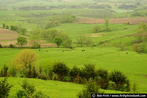 cows;farmland;Galena IL;Great River Road;Illinois;Mississippi River Valley;overview;pasture;rolling hills;spring;trees