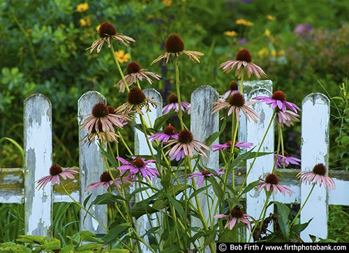 flowers;garden;Stockholm WI;WI;Wisconsin;western Wisconsin;white picket fence;upper Mississippi River;summer;fence;Great River Road;Mississippi River town;small town;purple flowers
