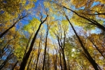 Fall Colors and Scenics