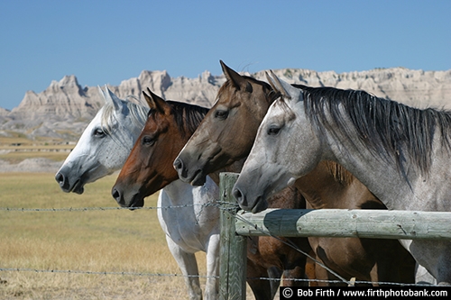 Badlands National Park SD;tourism;country;farm animal;horses;fence;horse;rural;sharply eroded buttes;southwestern South Dakota;animal