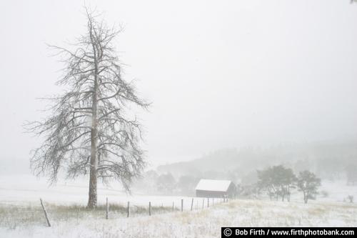 winter agriculture;South Dakota;snow storm;snow covered barn;snow;pines;farmland;blizzard;Black Hills;barn;winter;SD