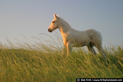 colt;country;farm animal;horse;rural;SD;prairie;summer;white;long grass;South Dakota;young;profile