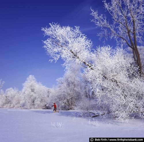 cross country skier;cross country skiing;winter;winter wonderland;frosty trees;snow covered trees;Excelsior;Minnesota;MN